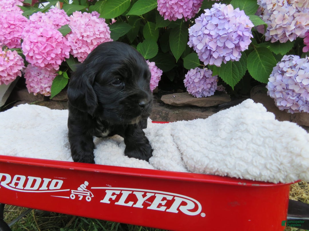 Cocker Spaniel dogs for sale: Leo - Image 3