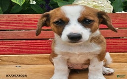 Jack Russell Terrier dogs for sale: Teresa - Image 4