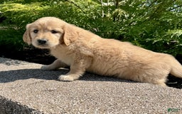 Golden Retriever dogs for sale: Flower - Image 2