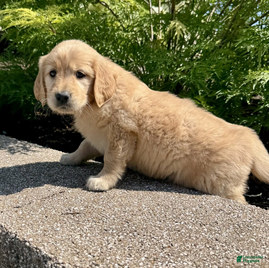 Golden Retriever dogs for sale: Flower - Image 2