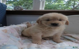 Golden Retriever dogs for sale: Hershey - Image 23