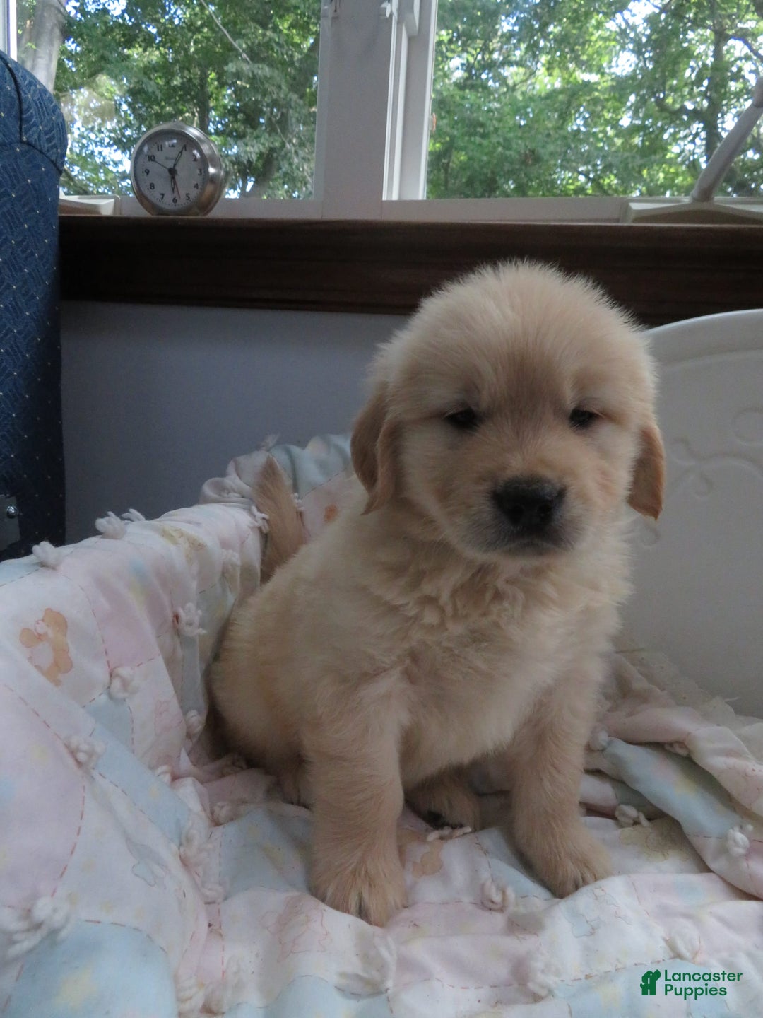 Golden Retriever dogs for sale: Hershey - Image 23