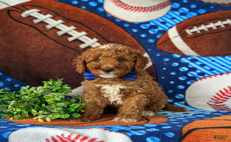 Mini Goldendoodle dogs for sale - Ad 2