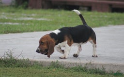 Basset Hound dogs for sale: FAY - Image 7