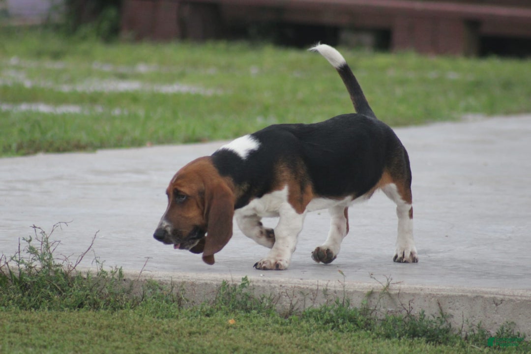 Basset Hound dogs for sale: FAY - Image 7