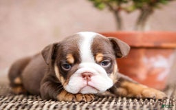 English Bulldog dogs for sale: Sadie - Image 4