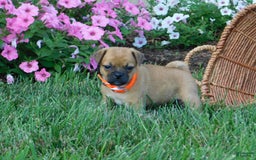 Jug dogs for sale: Olivia - Image 2