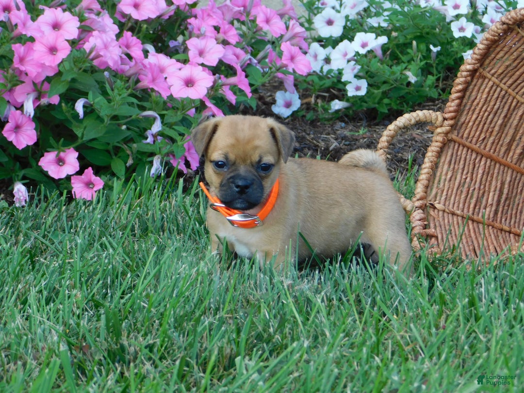 Jug dogs for sale: Olivia - Image 2