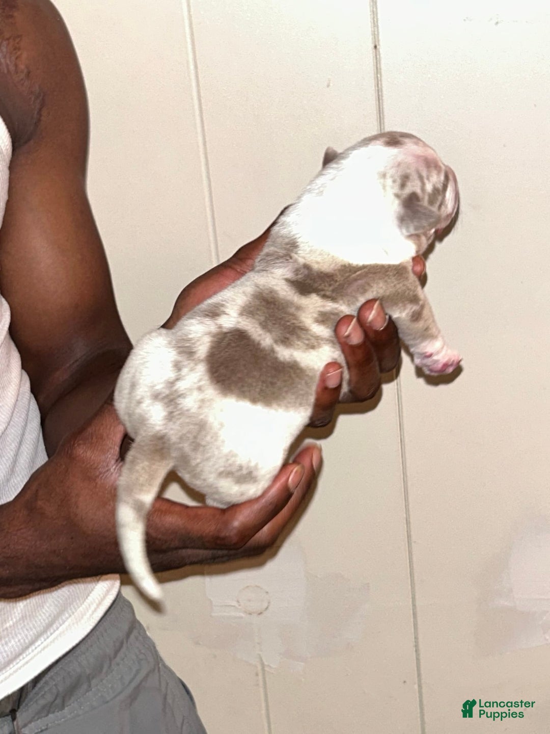 American Bully dogs for sale: Hot Head / Deja Vu - Image 6