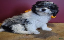 Cavapoo dogs for sale: Joann - Image 9