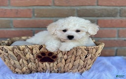 Bichpoo dogs for sale: Trump - Listing for pets: Trump - Image 6