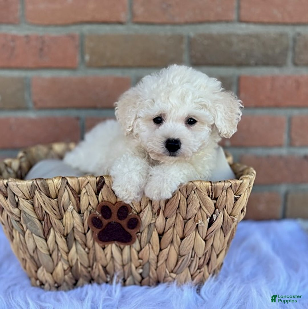 Bichpoo dogs for sale: Trump - Listing for pets: Trump - Image 6