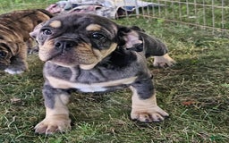 English Bulldog dogs for sale: Lava Frilly - Image 6