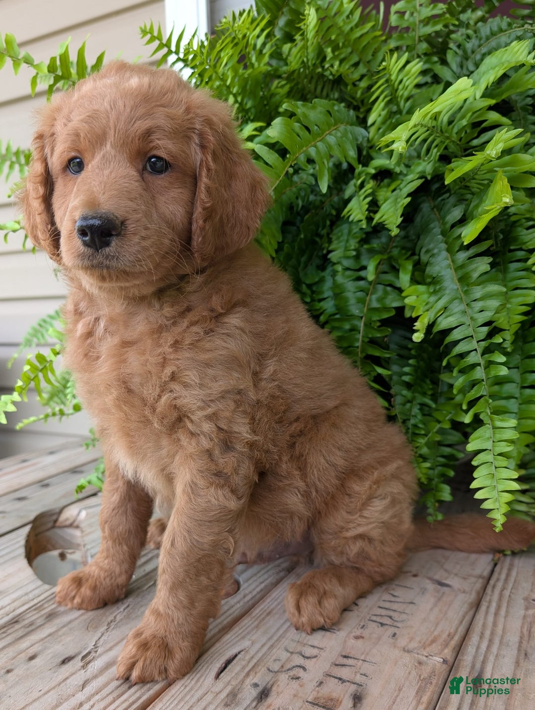 Goldendoodle dogs for sale: Reed - Image 32