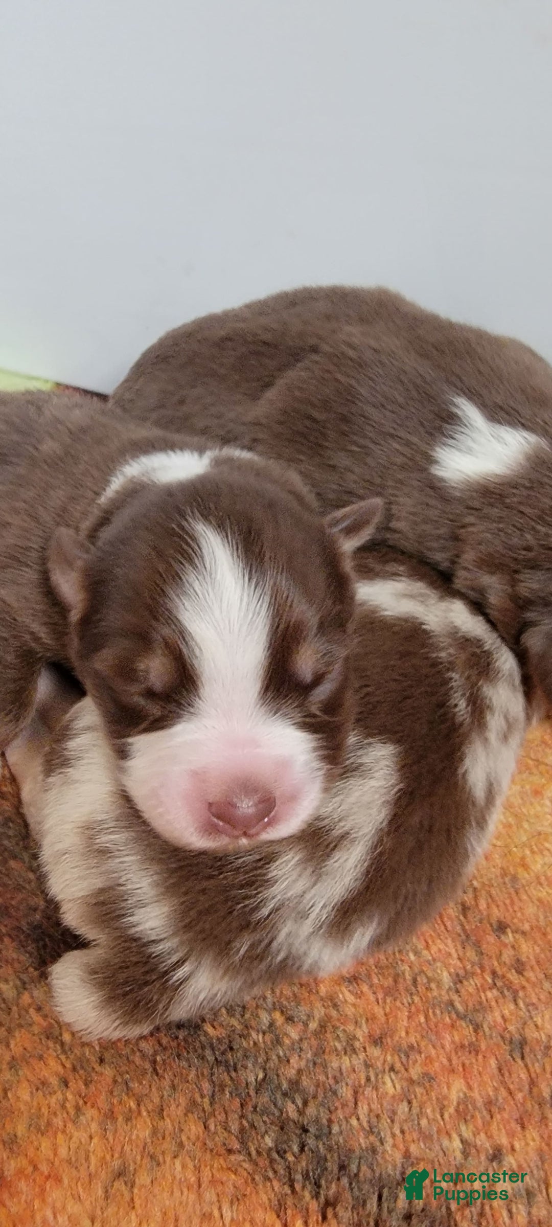 Australian Shepherd dogs for sale: Red And White Male - Image 3