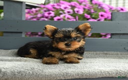 Yorkshire Terrier dogs for sale: Tugger - Image 4
