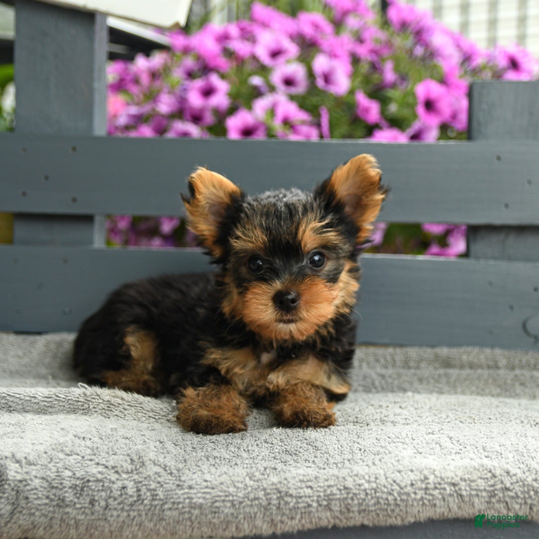 Yorkshire Terrier dogs for sale: Tugger - Image 4