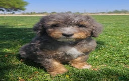 Bernedoodle dogs for sale: Topaz - Image 2