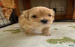 Maltipoo dogs for sale: Sally - Image 2