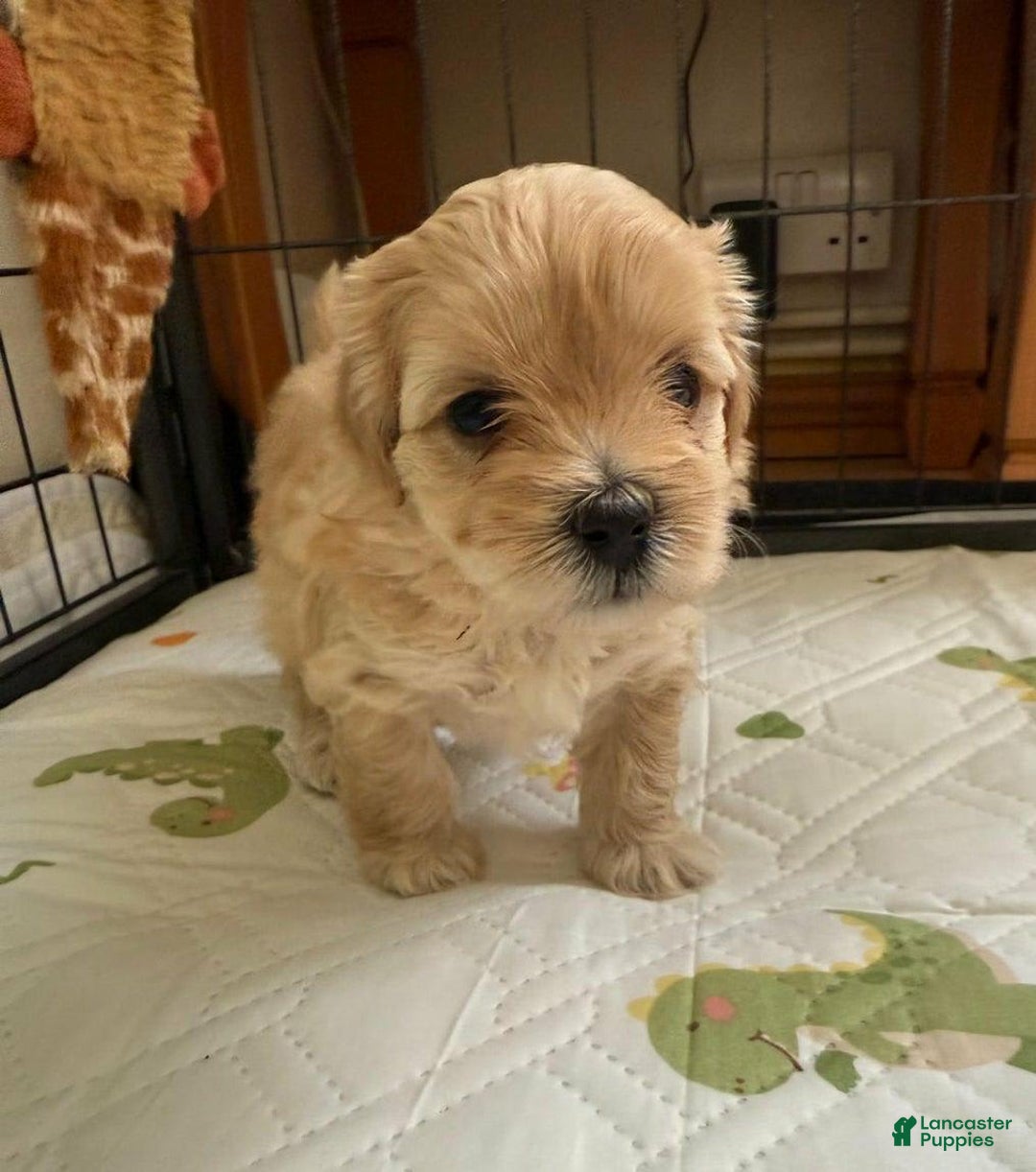 Maltipoo dogs for sale: Sally - Image 2