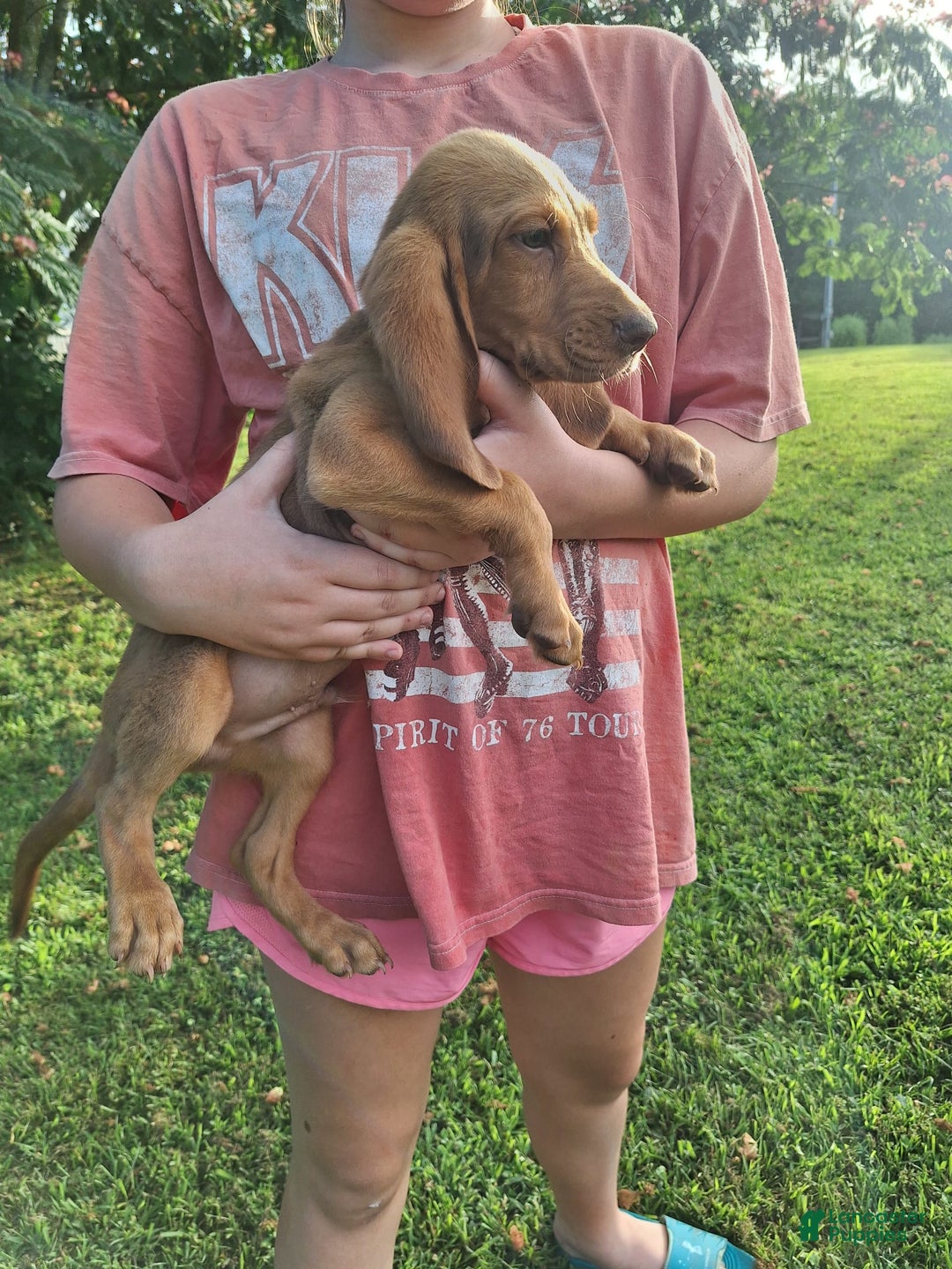 Bloodhound dogs for sale: Light Blue - Image 9