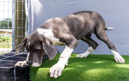 Great Dane dogs for sale: Missy - Image 2