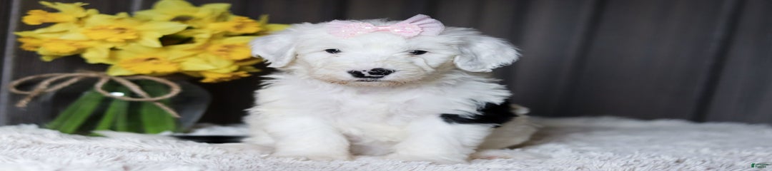 Lulu