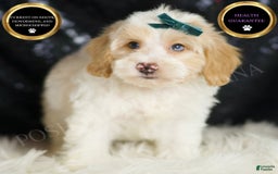 Yorkiepoo dogs for sale: Hurricane - Image 6