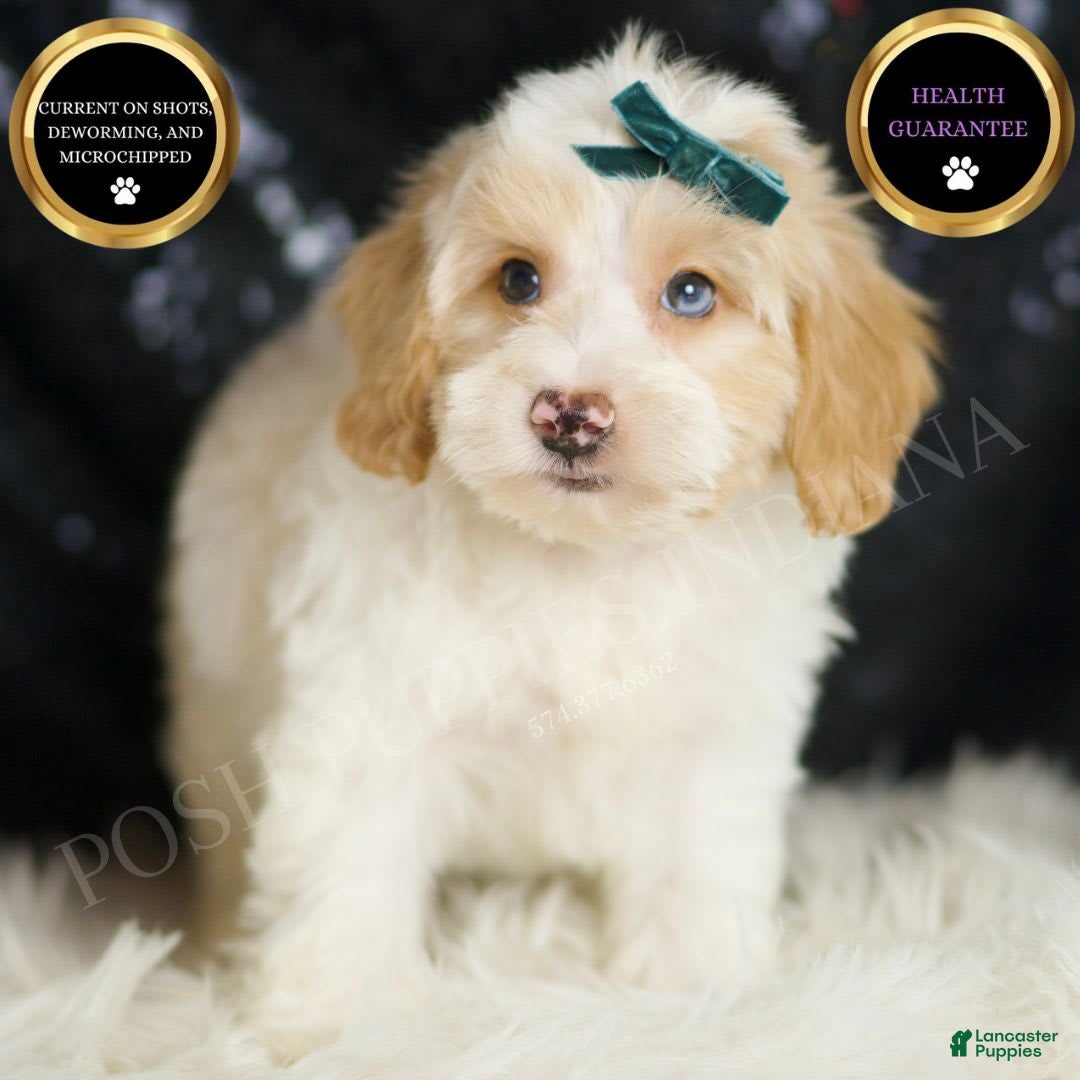 Yorkiepoo dogs for sale: Hurricane - Image 6