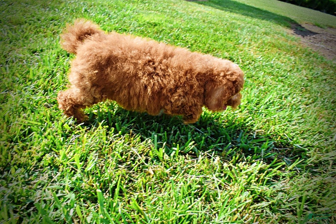 Havapoo dogs for sale: Ginger - Image 2