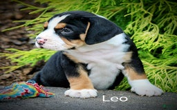 Beabull dogs for sale: Leo - Image 1