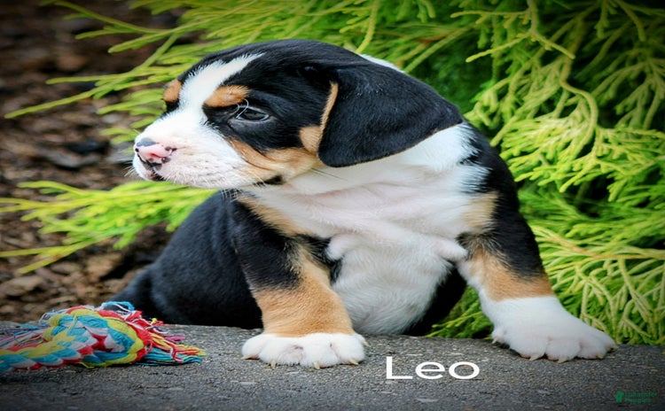 Beabull dogs for sale - Ad 4