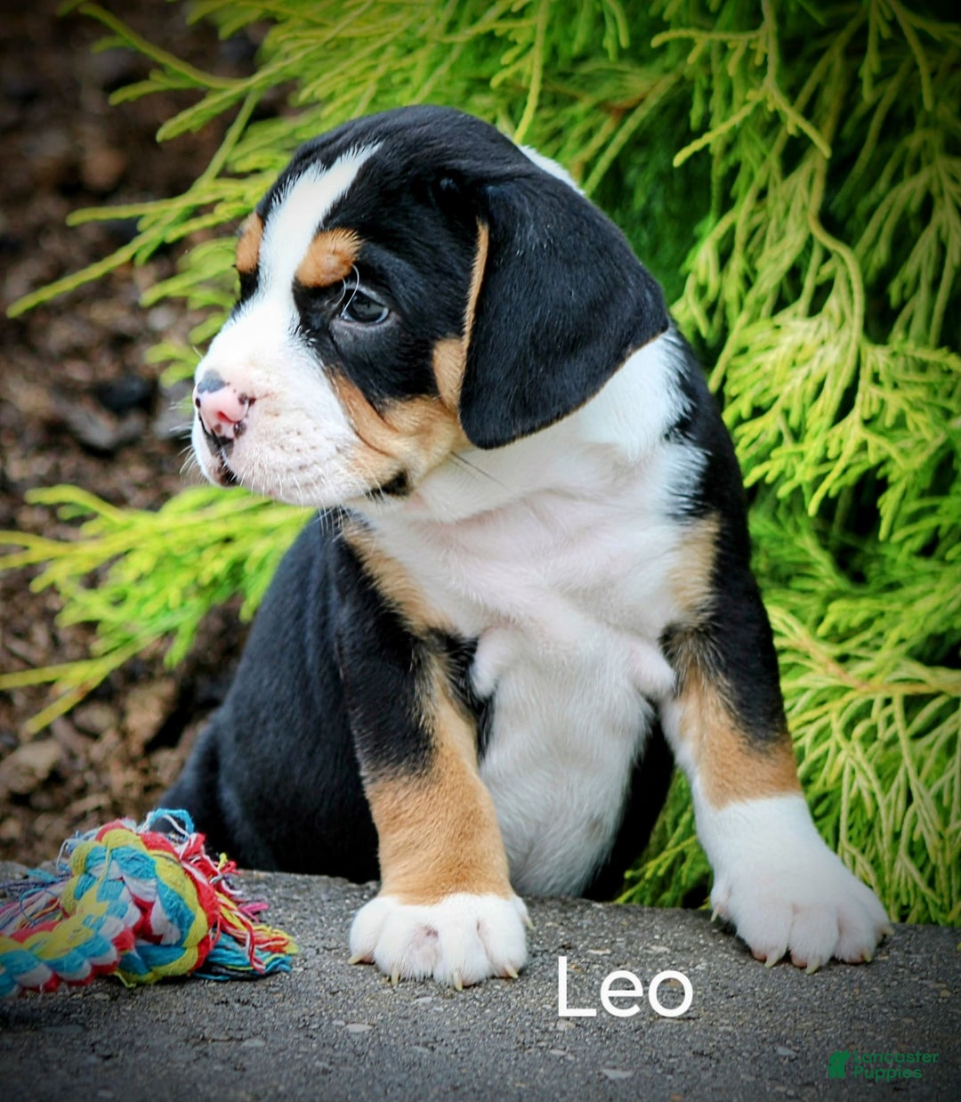 Beabull dogs for sale: Leo - Image 1