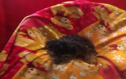 Yorkshire Terrier dogs for sale: Nova - Image 2