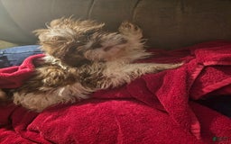 Shih Tzu dogs for sale: Not Named - Image 7