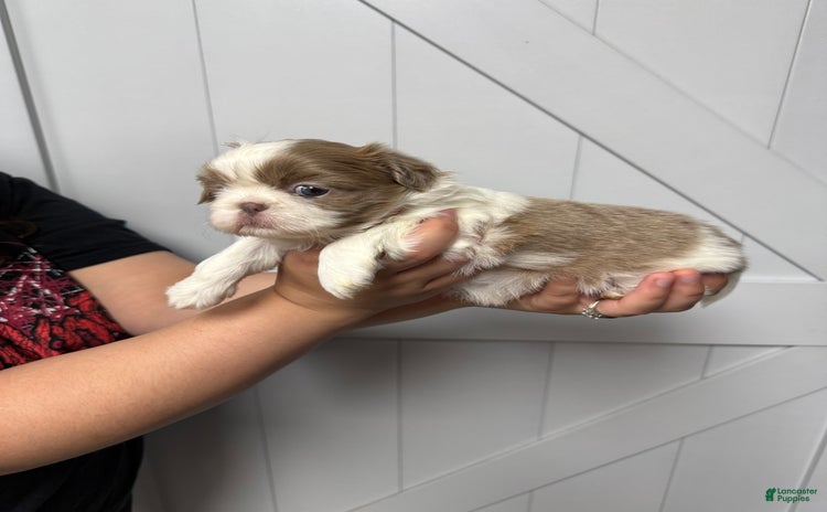 Shih Tzu dogs for sale - Ad 1