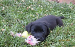 Labrador Retriever dogs for sale: Hunter - Image 11