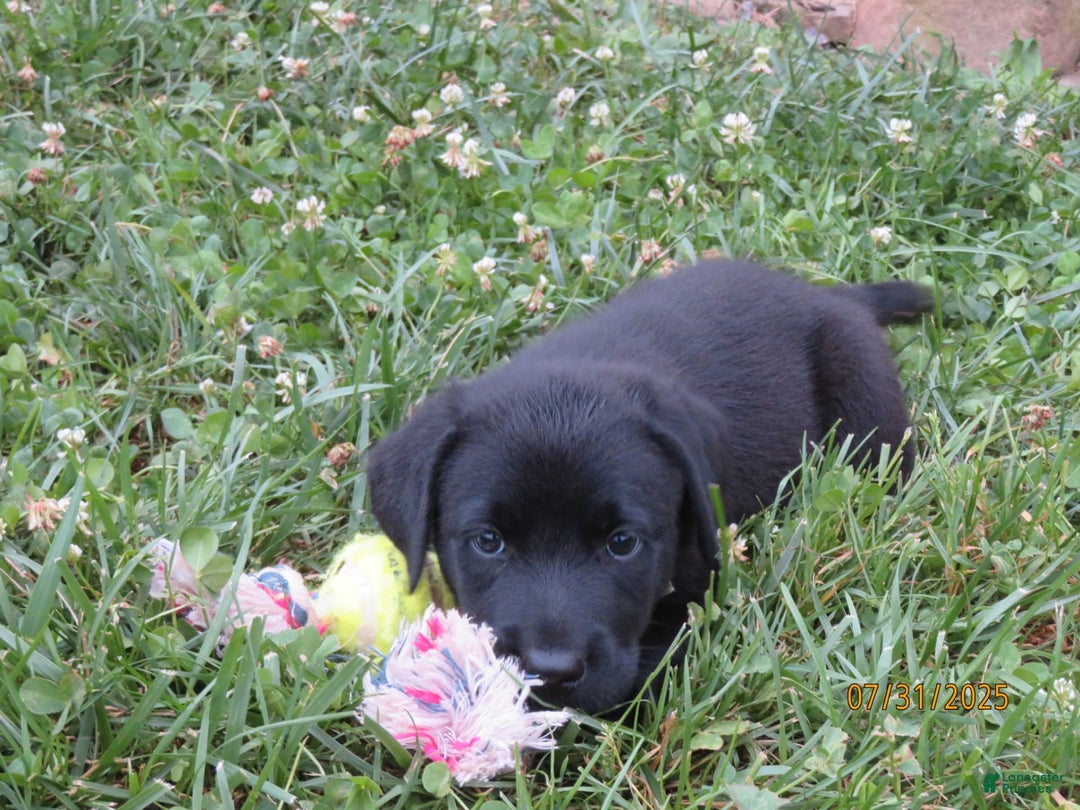 Labrador Retriever dogs for sale: Hunter - Image 11