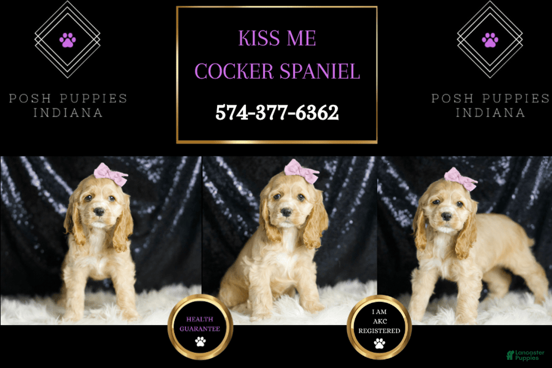 Cocker Spaniel dogs for sale: Kissi - Image 2