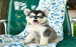 Pomsky dogs for sale: Tokyo - Image 3
