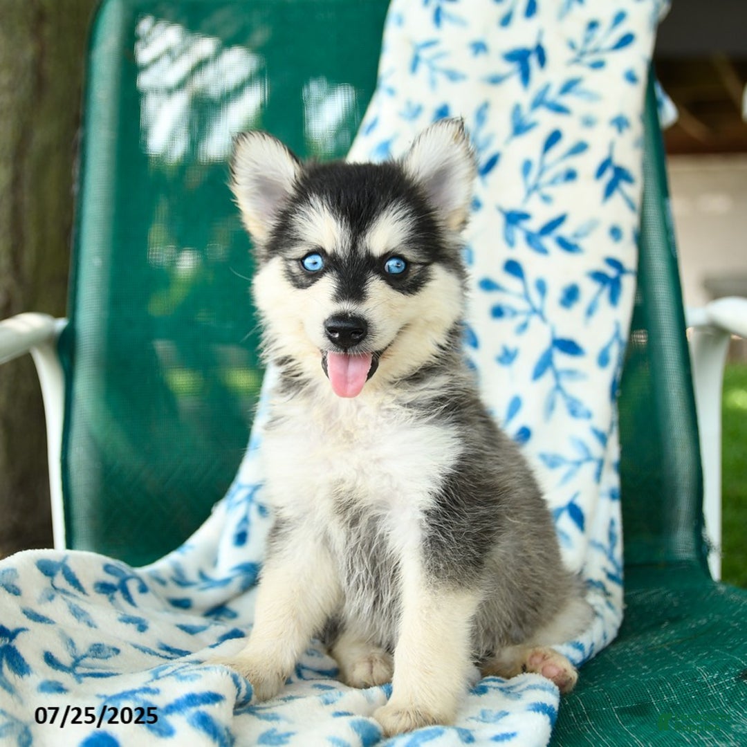 Pomsky dogs for sale: Tokyo - Image 3