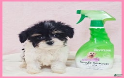 Morkie dogs for sale: Ivan 1 - Image 2
