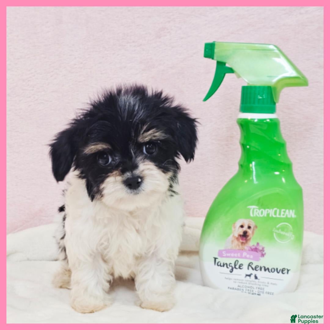 Morkie dogs for sale: Ivan 1 - Image 2