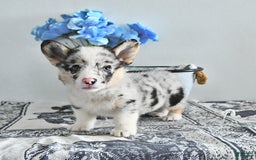 Welsh Corgi Pembroke dogs for sale: Welsh Corgi (Pembroke) 9 puppies - Image 21