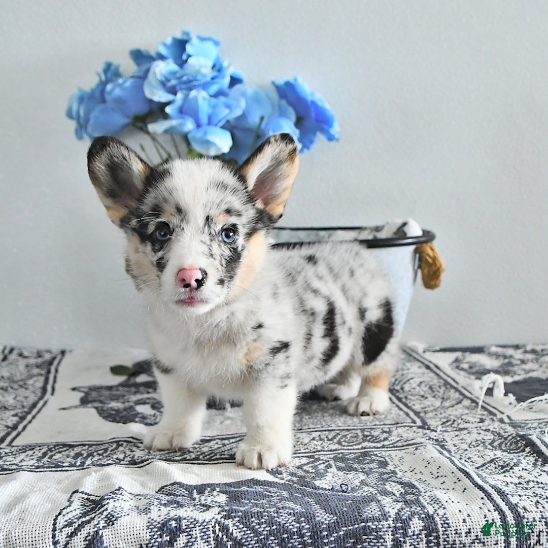Welsh Corgi Pembroke dogs for sale: Welsh Corgi (Pembroke) 9 puppies - Image 21