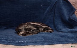 Cocker Spaniel dogs for sale: Oceon - Image 1