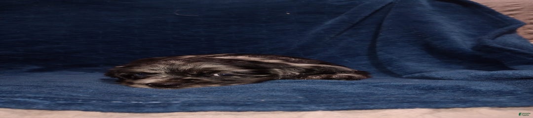 Oceon