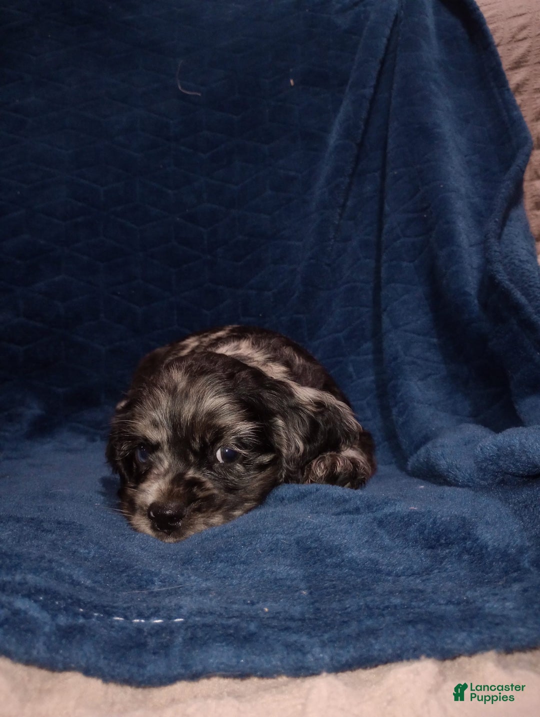 Cocker Spaniel dogs for sale: Oceon - Image 1