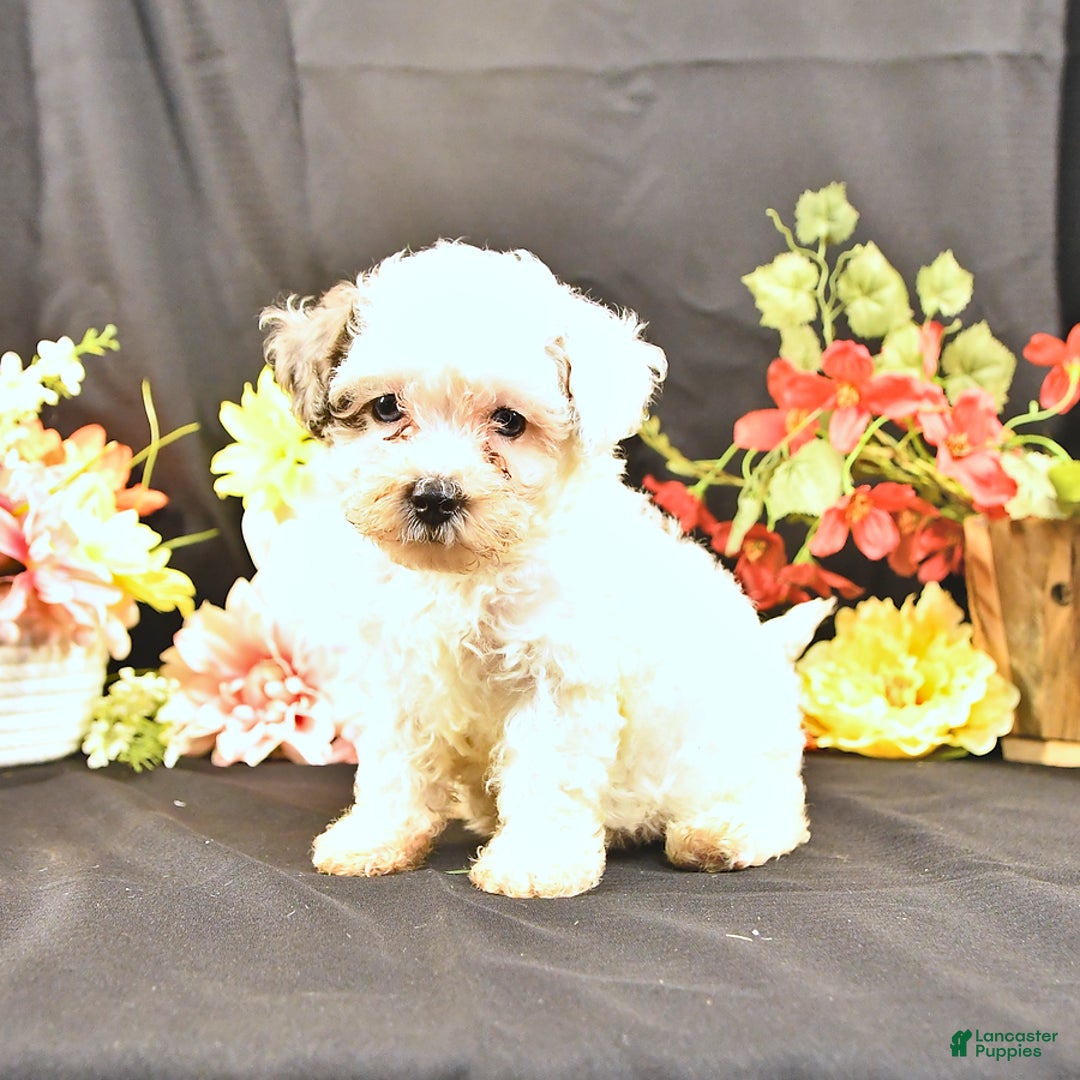 Miniature Poodle dogs for sale: Freedom - Image 2