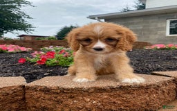 Cavapoo dogs for sale: Chester - Image 6